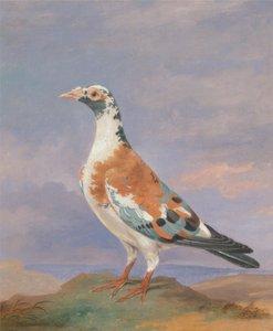 伝書鳩の研究